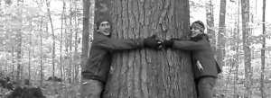 Wisconsin pine tree